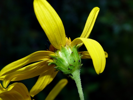 {Helianthus smithii}